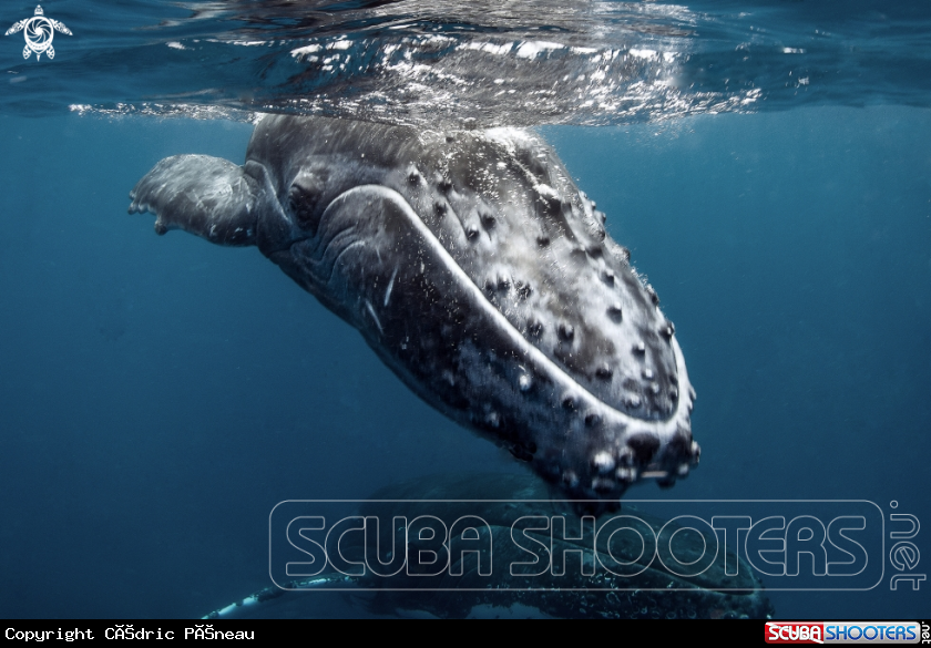 A Humpback whales