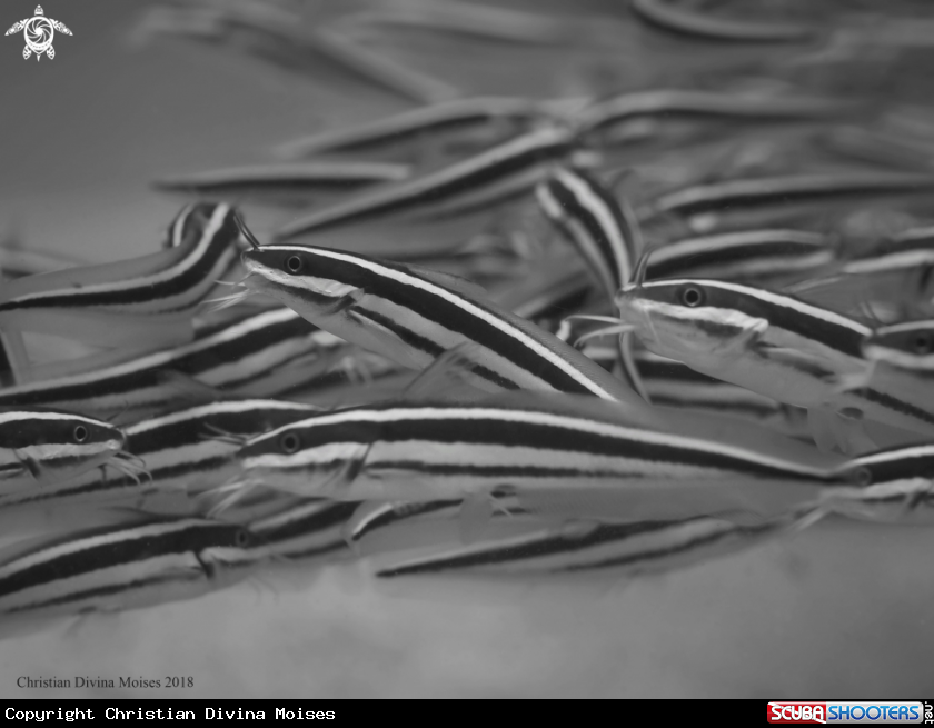 A Striped Catfish