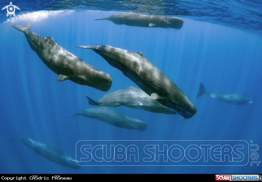 A Sperm Whales