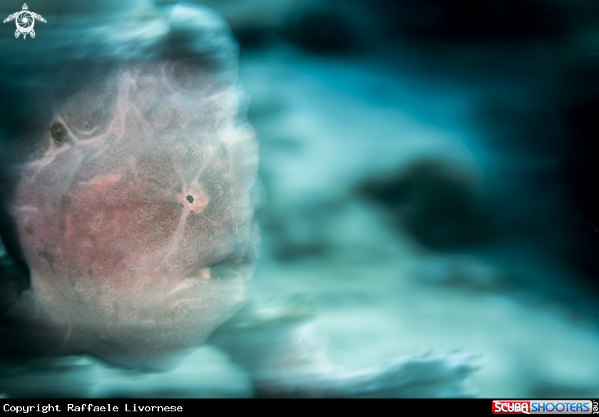 A Frog fish