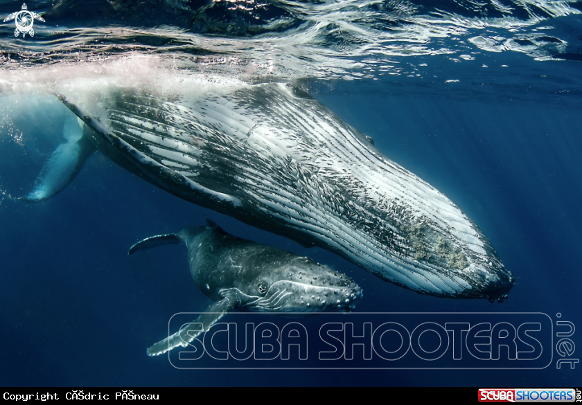 A Humpback whales