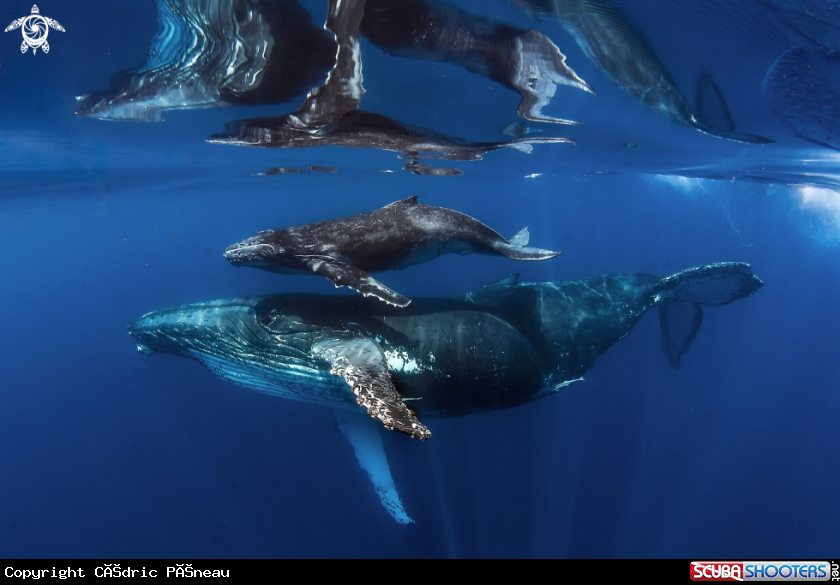 A Humpback whales