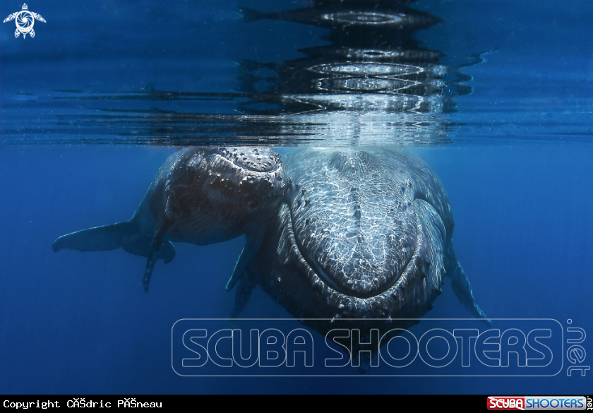 A Humpback whales