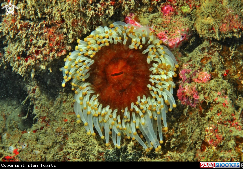 A anemone