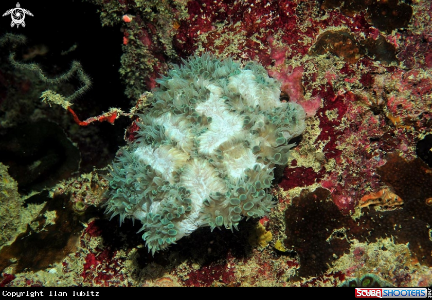 A stony coral