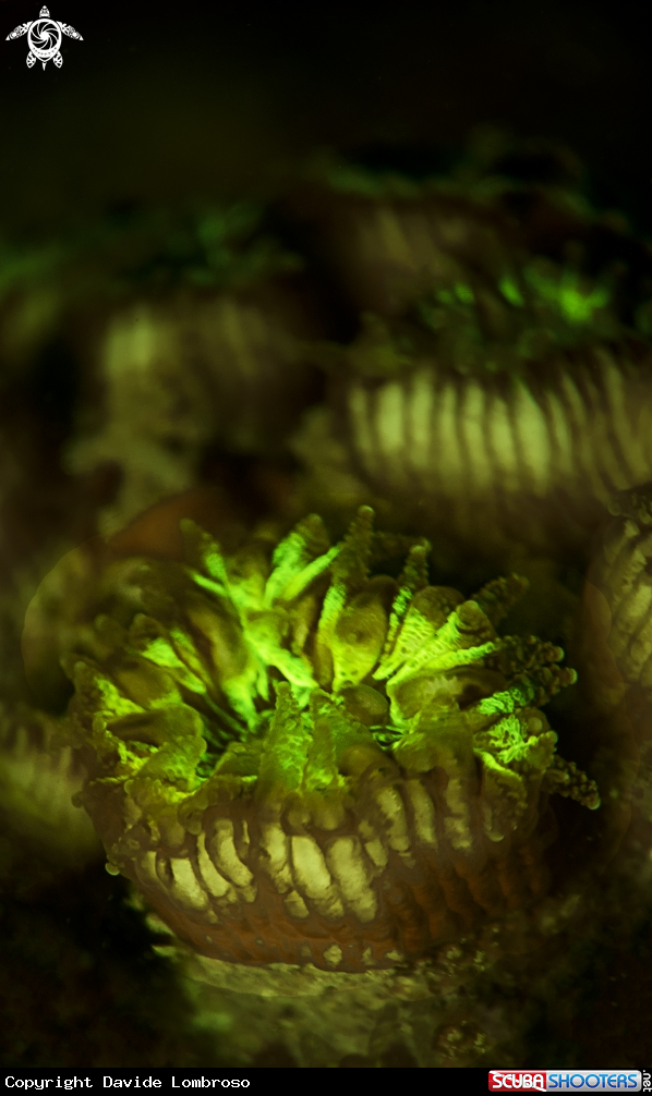 A Common coral
