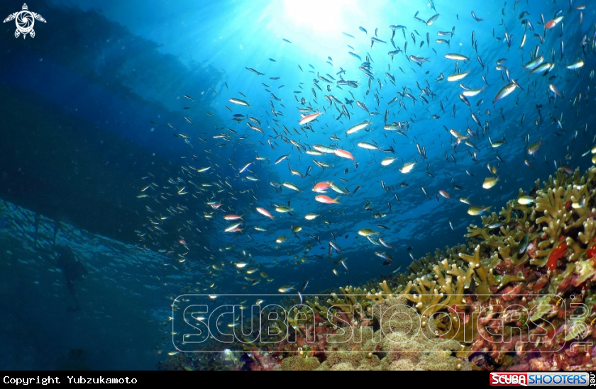 A Sea scape