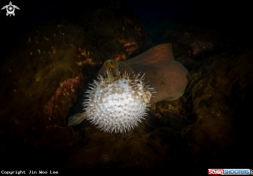 A Long-spined Porcupine Fish