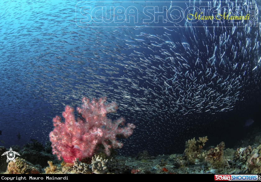 A Soft coral and silverfish