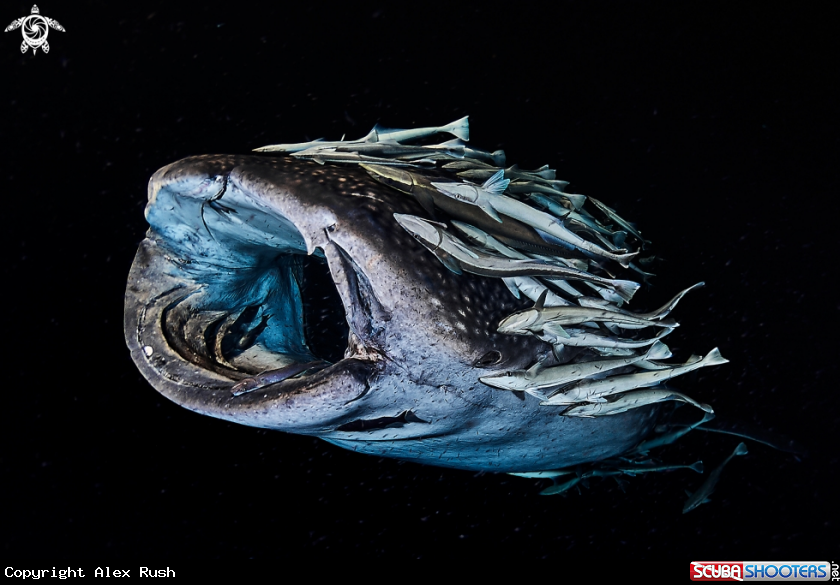 A Whale shark