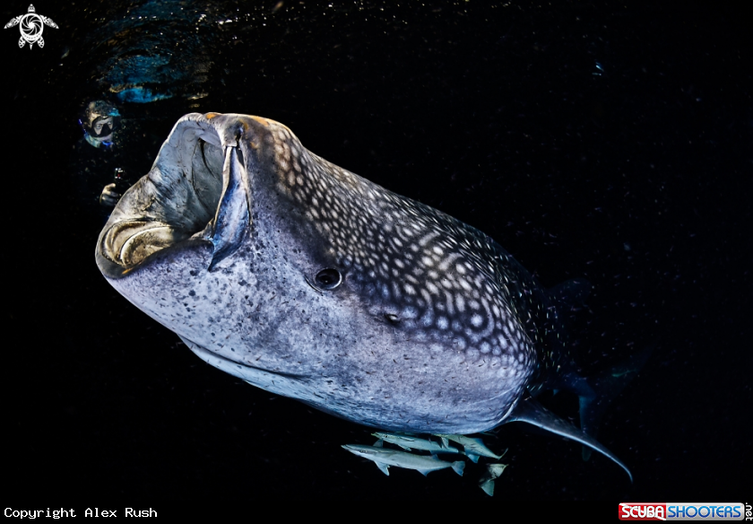 A Whale shark