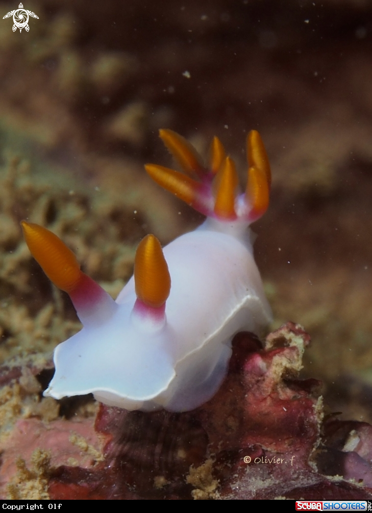 A Hypselodoris 