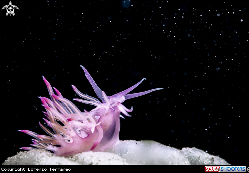 A Flabellina
