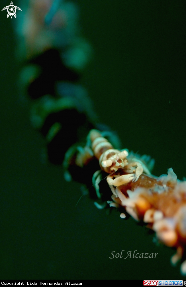 A underwater creature