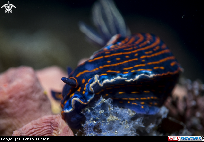 A Nudibranch