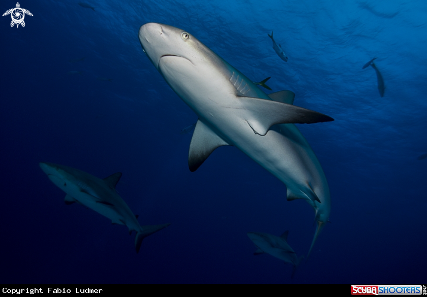 A Caribbean Reef Shark