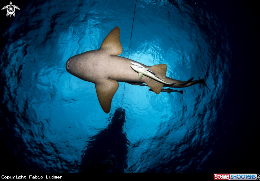 A Nurse Shark