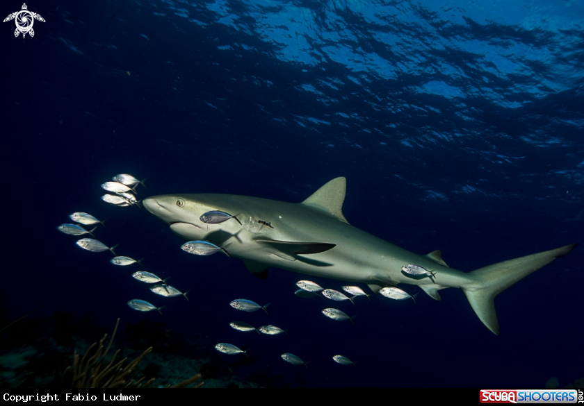 A Caribbean Reef Shark