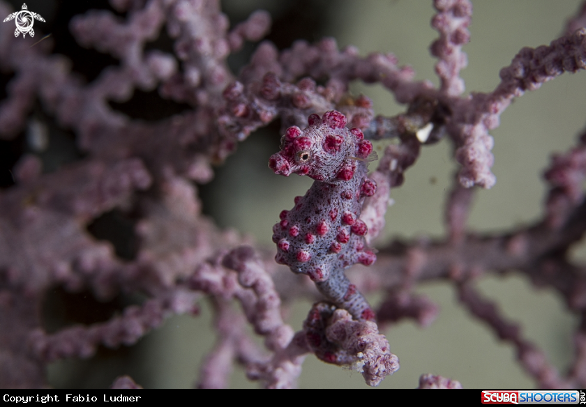 A Pigmy Sea Horse