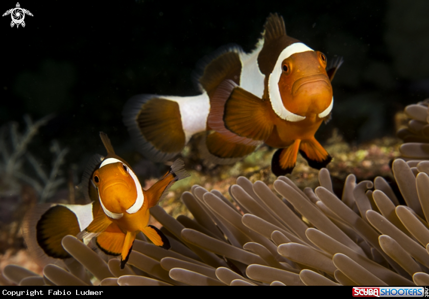 A Clown Fish