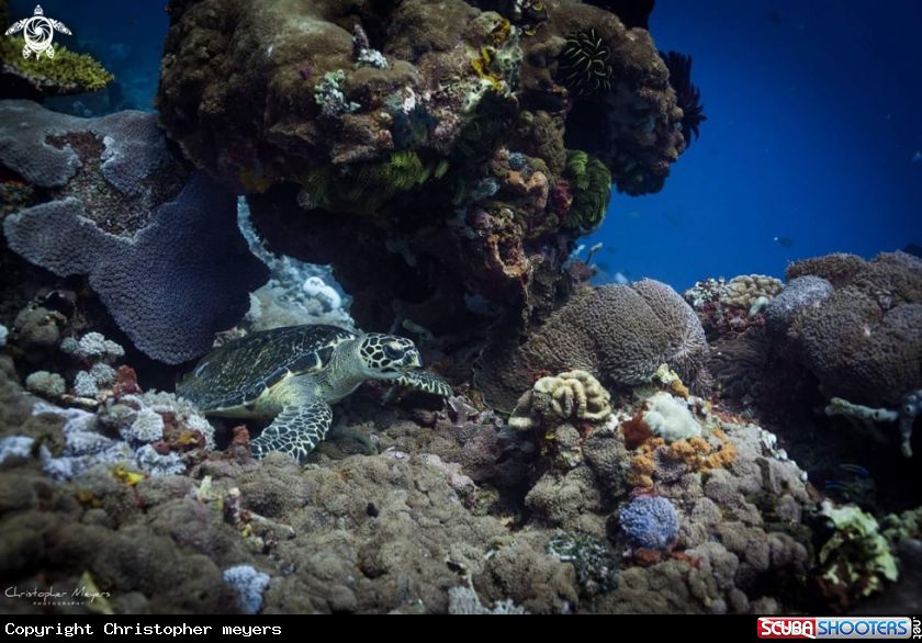 A Sea turtle 