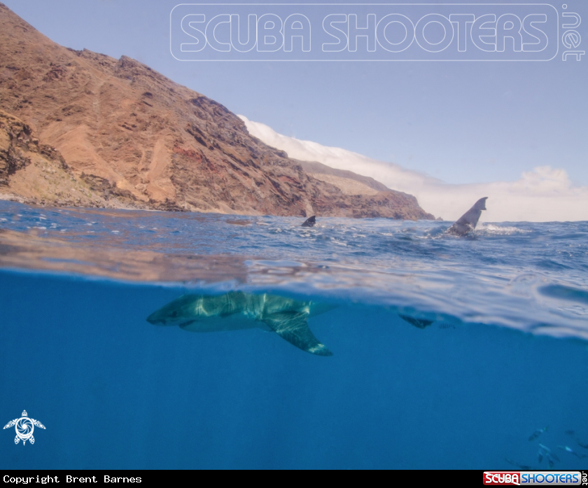 A Great White Shark