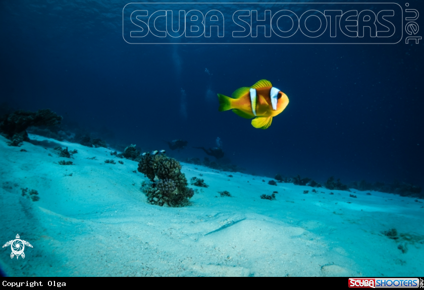 A Clown Fish