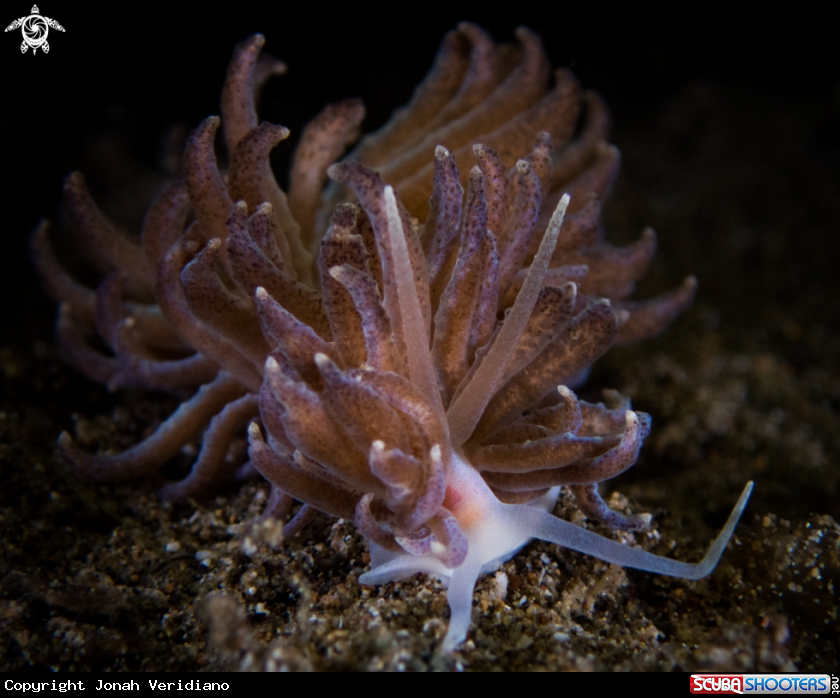 A Nudibranch