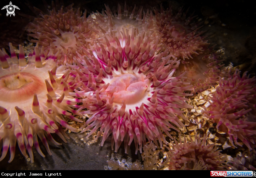 A Dahlia Anemone