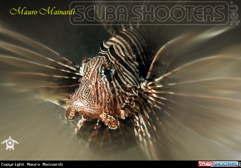 A Lionfish