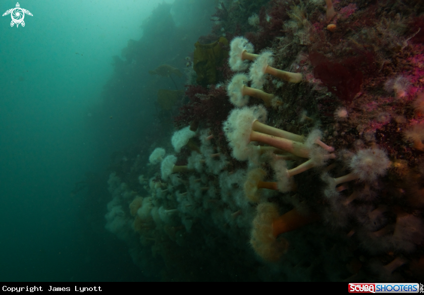 A Plumose Anemones