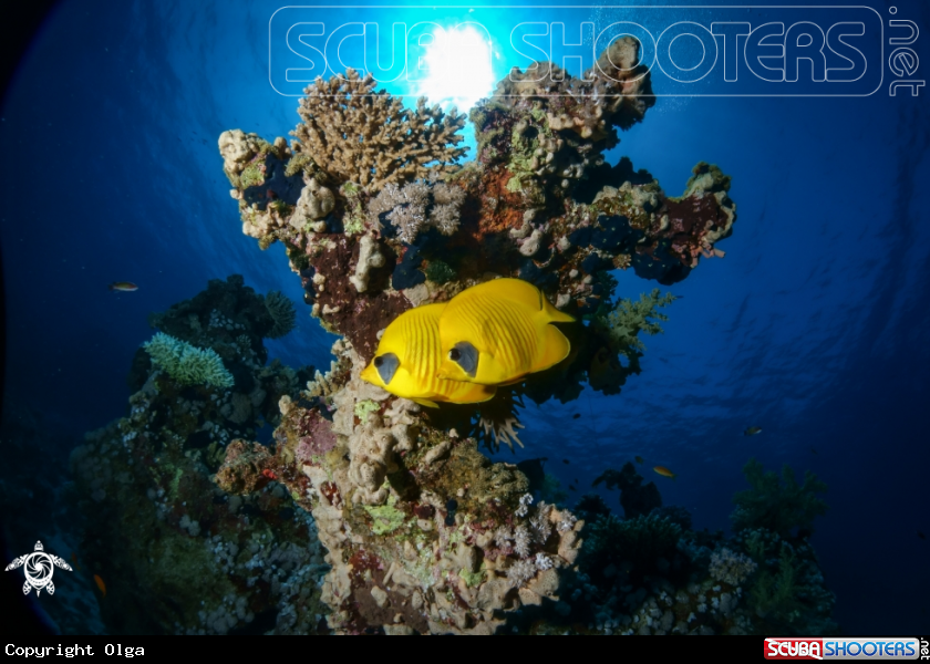A Masked Butterflyfish