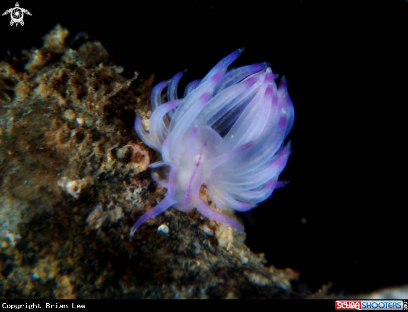 A Nudi
