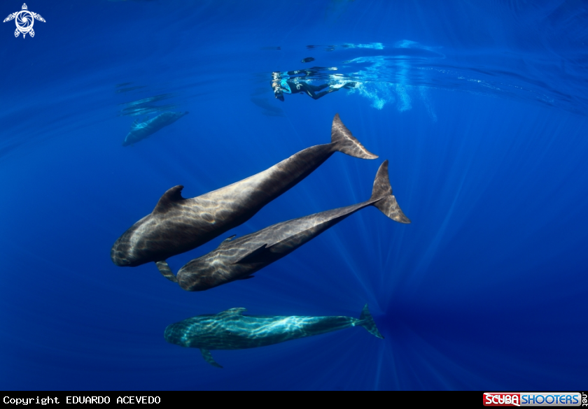 A Pilot Whales