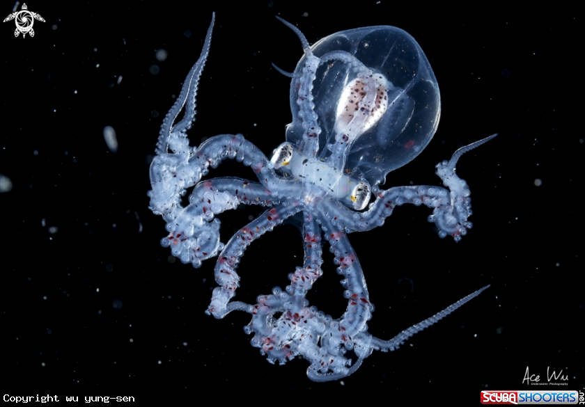 A Larval Wonderpus Octopus