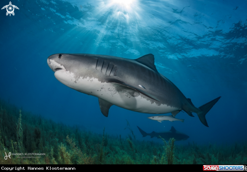 A Tiger Shark
