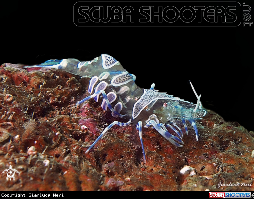 A Periclimenes