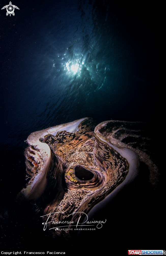 A Tridacna