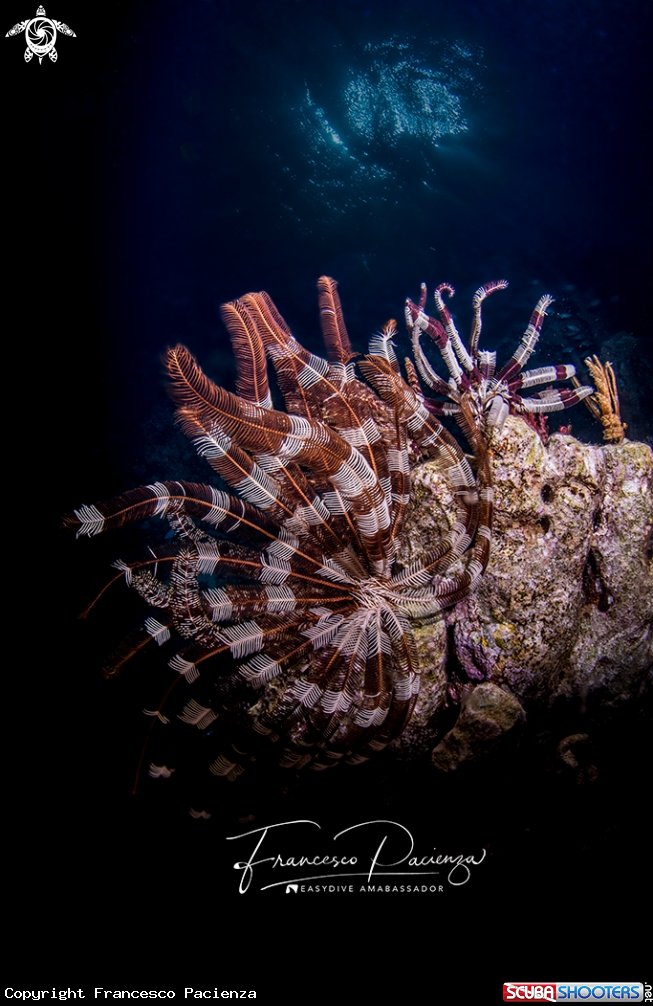 A Crinoidi