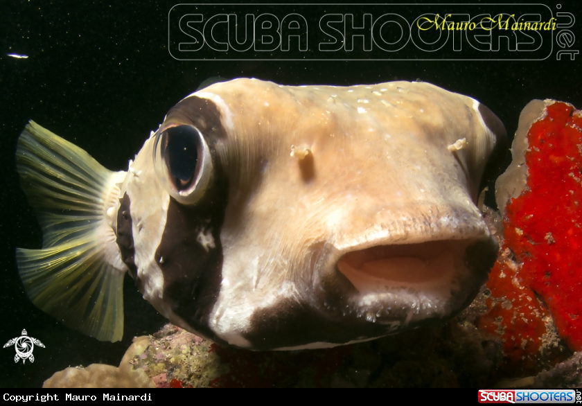 A Porcoupine fish