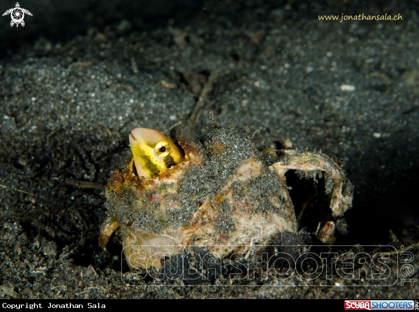 A Striped poison-fang Blenny