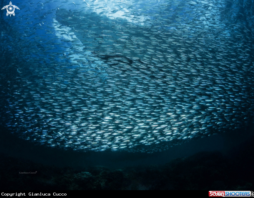 A Sardines