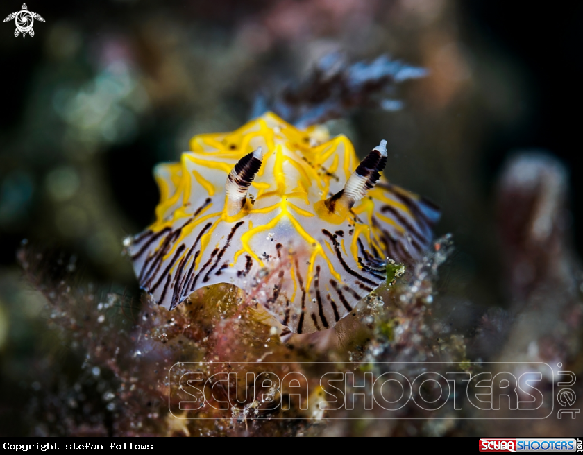 A Nudibranch 