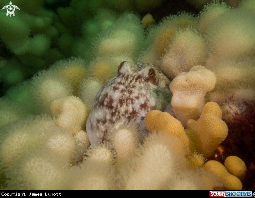 A Curled Octopus