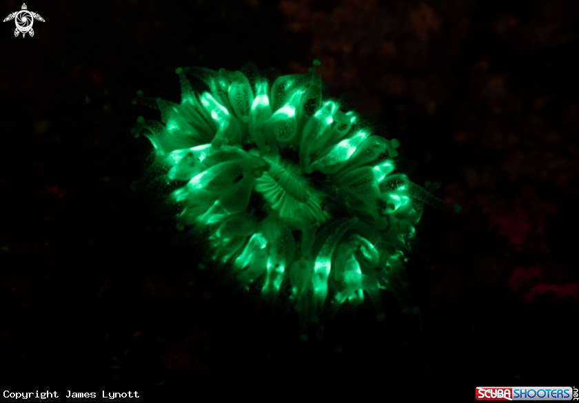 A Devonshire Cup Coral