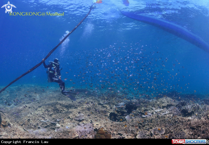 A Coral Reef