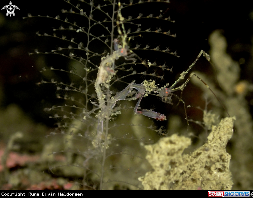 A Skeleton Shrimp