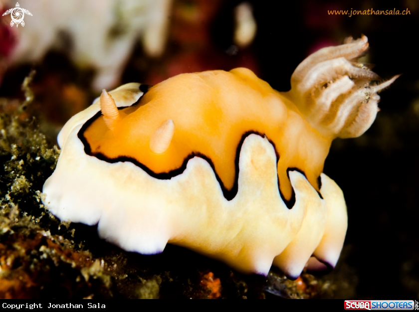 A Chromodoris Coi