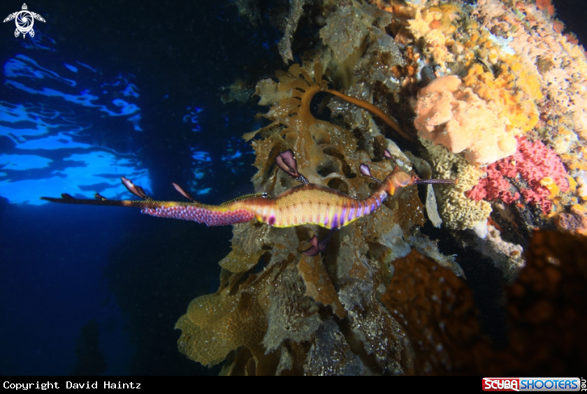 A Weedy Sea dragon