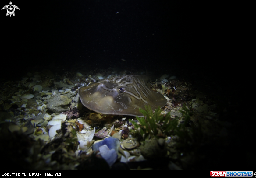 A Bango Ray